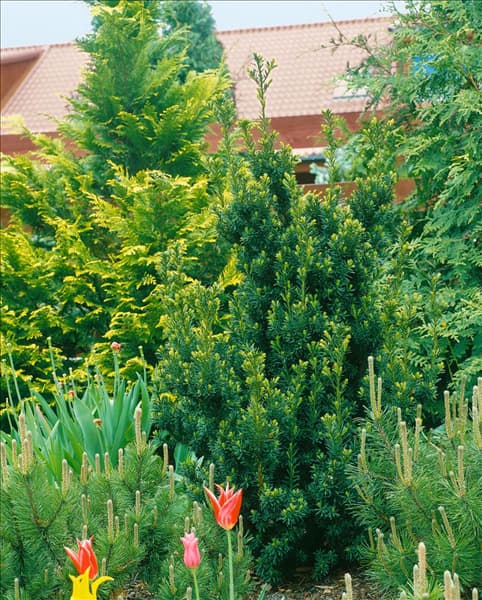 Taxus x media Hicksii