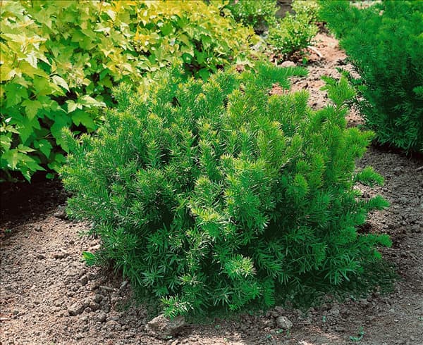 TAXUS X MEDIA DENSIFORMIS