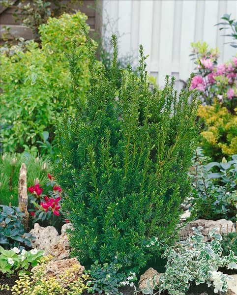 Taxus x media Hillii