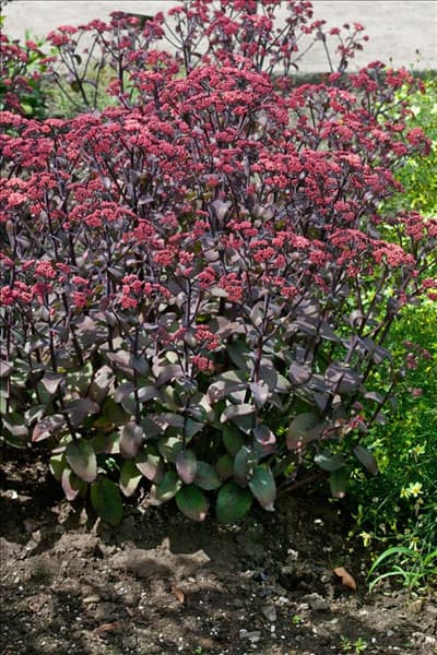 Sedum Xenox