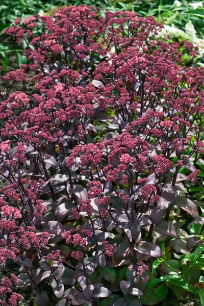 Sedum Xenox