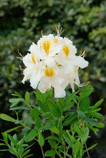 Rhododendron luteum Schneegold