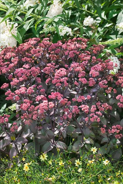 Sedum Xenox