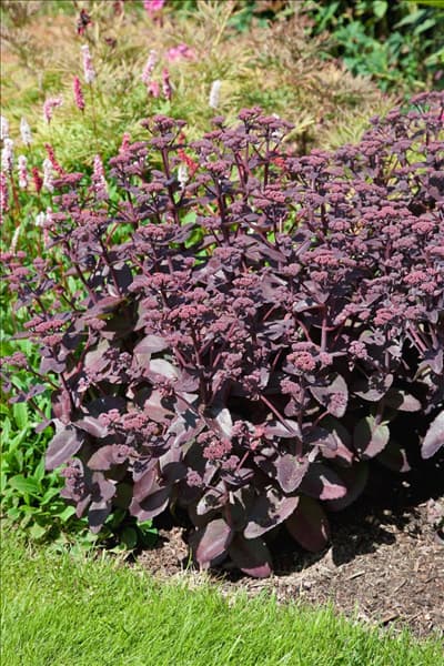 Sedum telephium Xenox