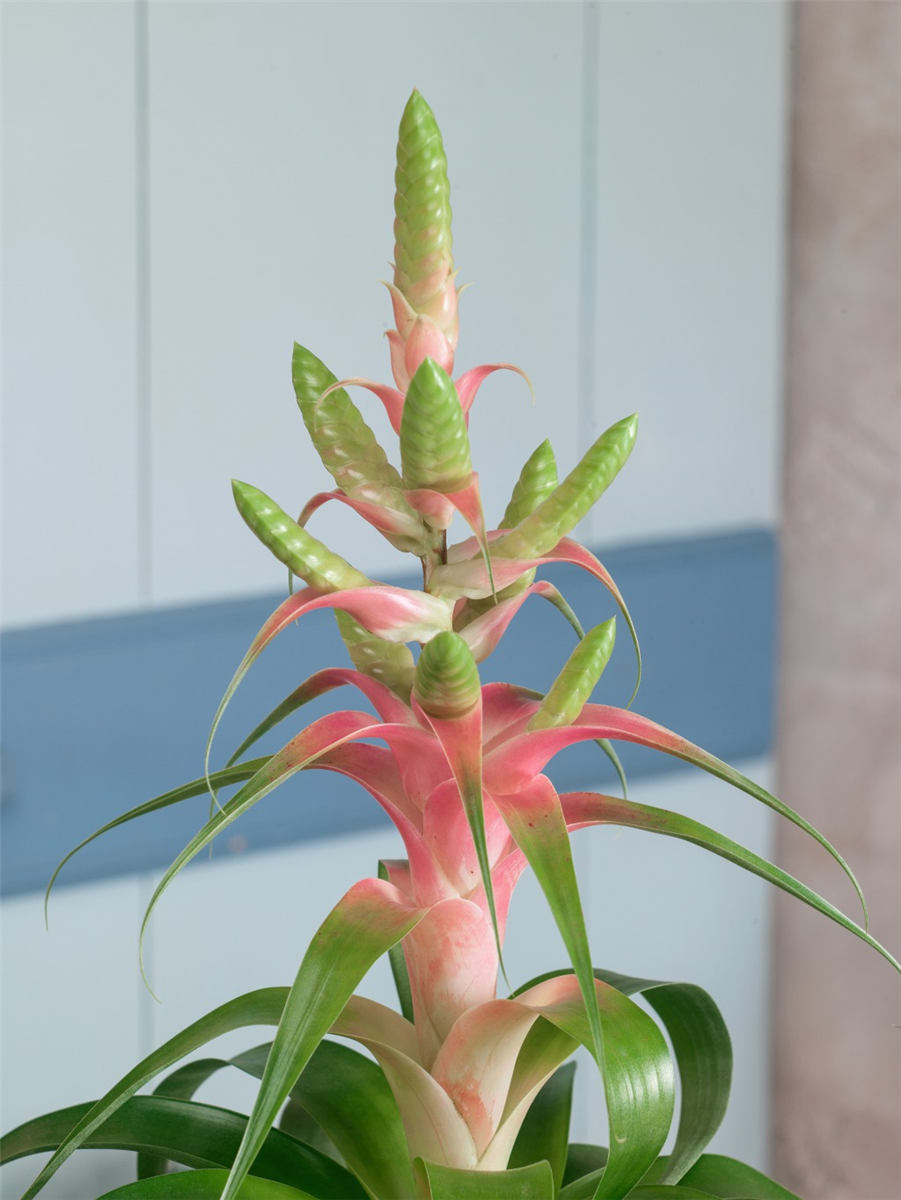 Tillandsia Samantha