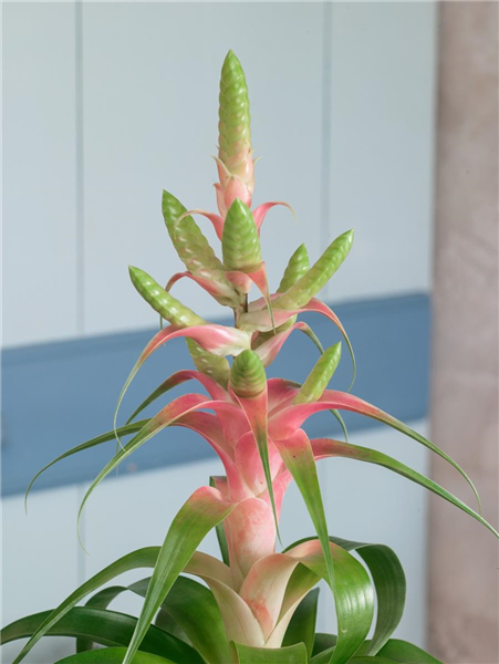Tillandsia Samantha