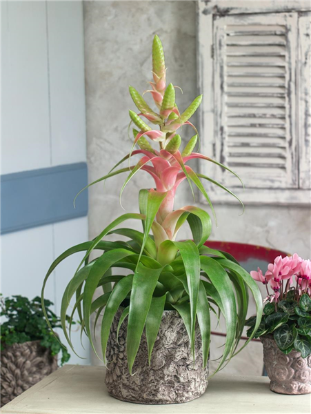 Tillandsia Samantha