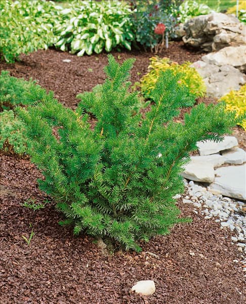 Taxus x media 'Densiformis'