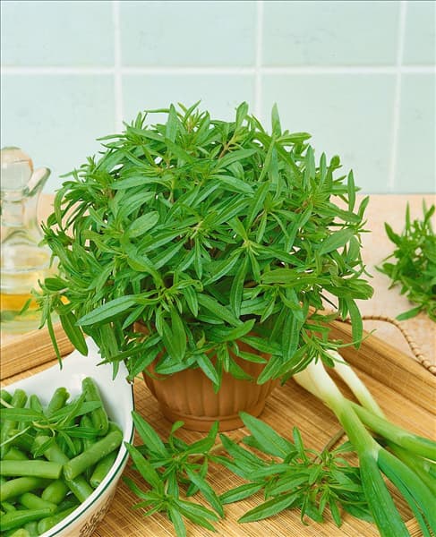 Satureja hortensis 'Aromata'