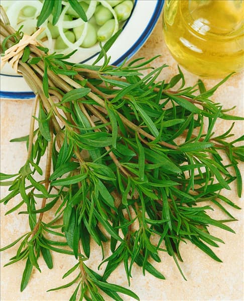 Satureja hortensis Aromata