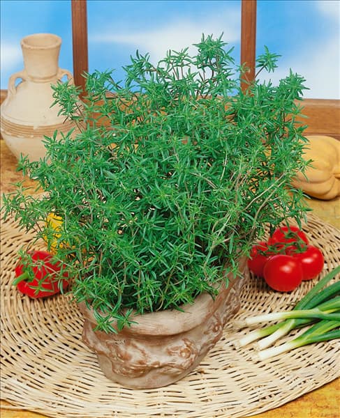 Satureja hortensis Aromata