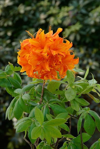 Rhododendron luteum Golden Eagle