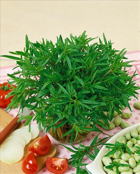 Satureja hortensis Aromata