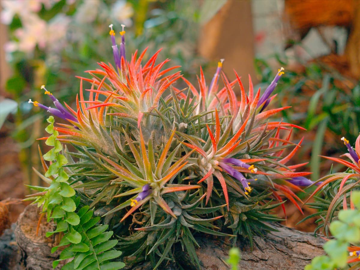 Tillandsia ionantha Planch.