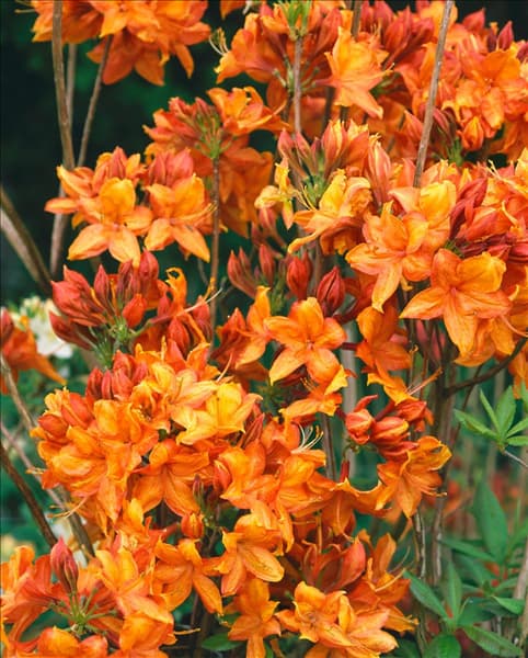 Rhododendron luteum Golden Eagle