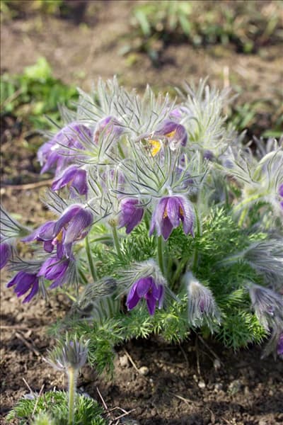 Pulsatilla vulgaris