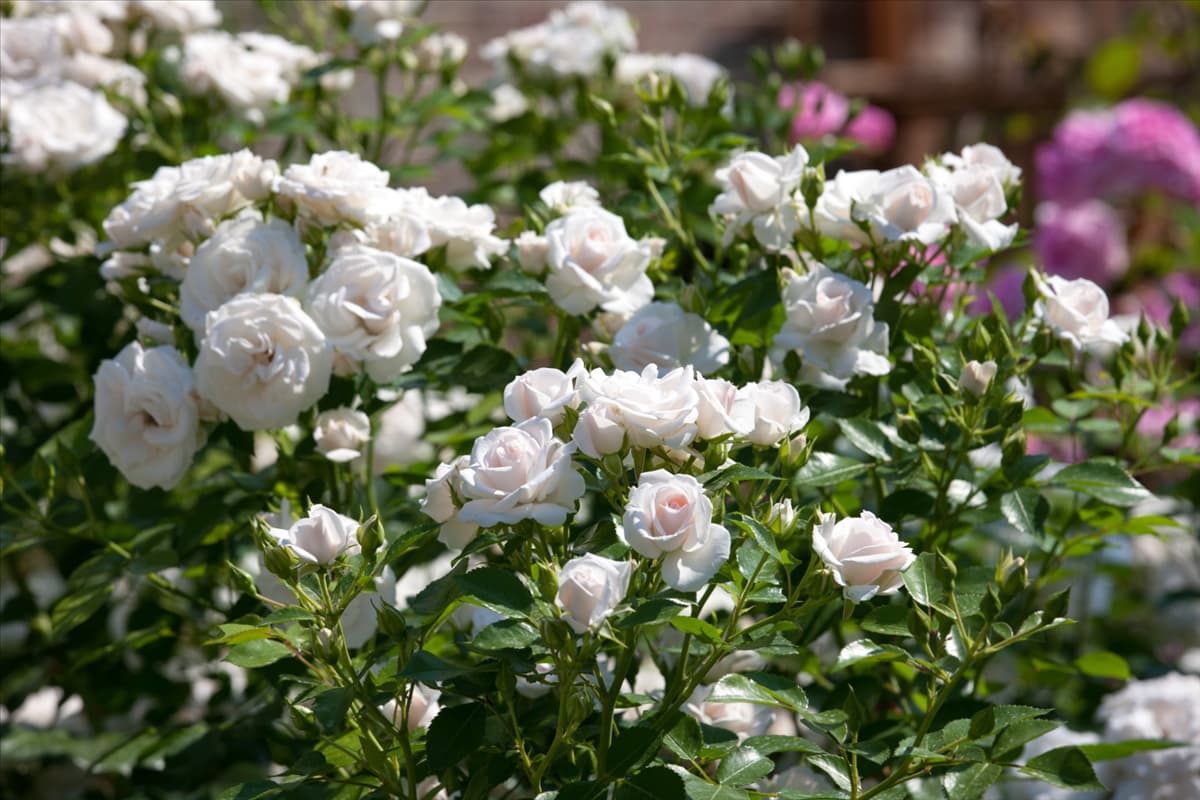 Rosa Taniripsa ASPIRIN ROSE