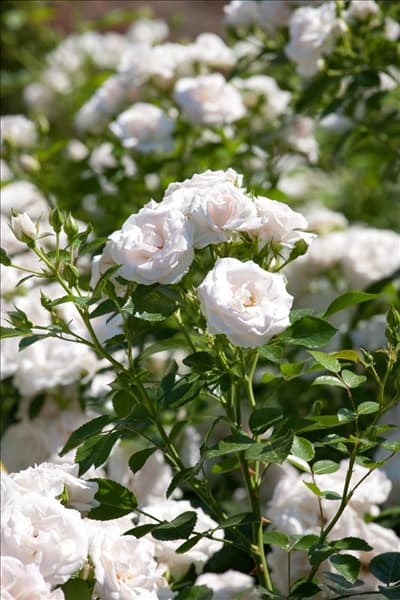 Rosa Taniripsa ASPIRIN ROSE