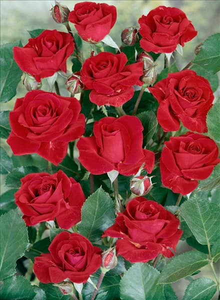 Floribunda NINA WEIBULL