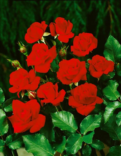 Floribunda NINA WEIBULL