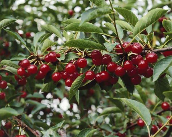 Weichsel MORELLO CHERRY / MONTMORENCY