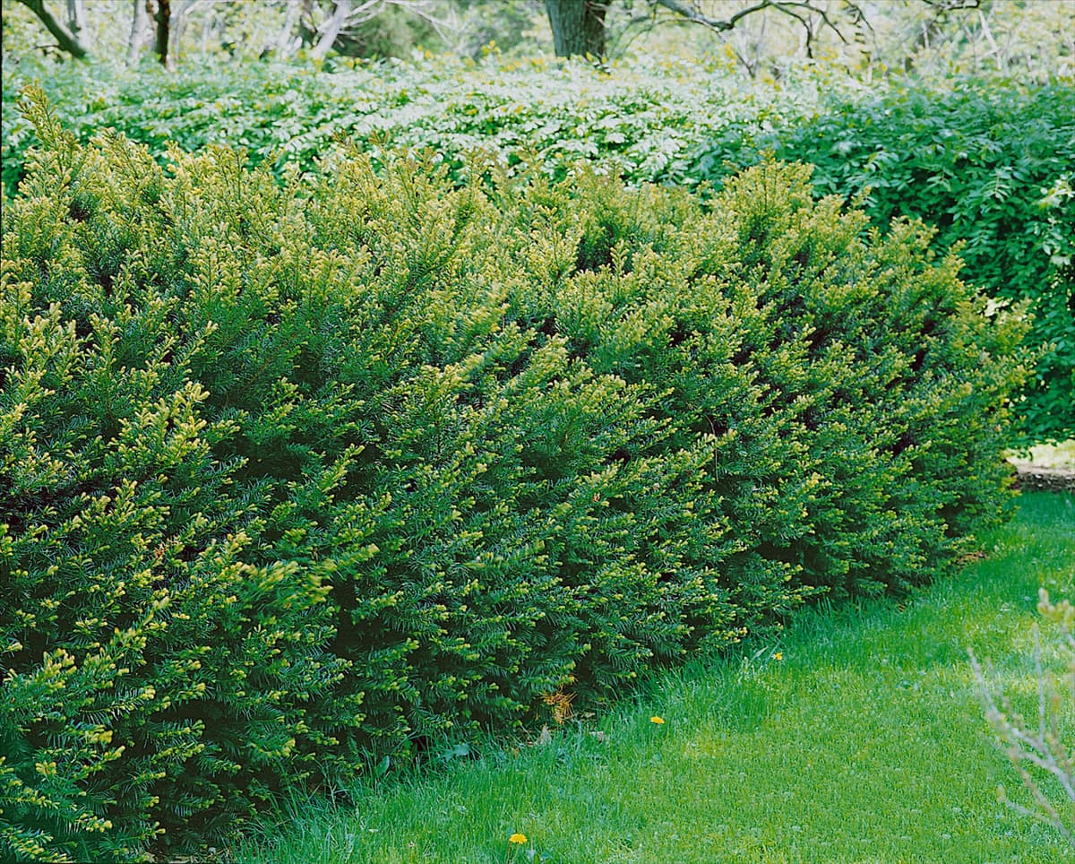 Taxus X media Brownii