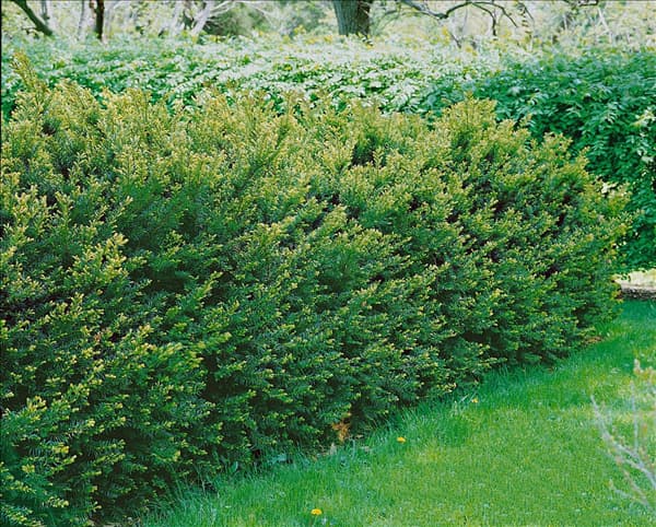 Taxus x media 'Groenland'