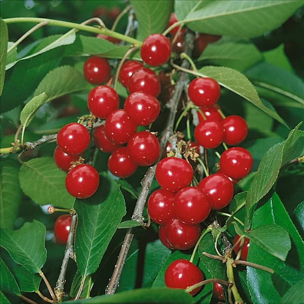 Weichsel CHERRY ERDI BÖTERMÖ