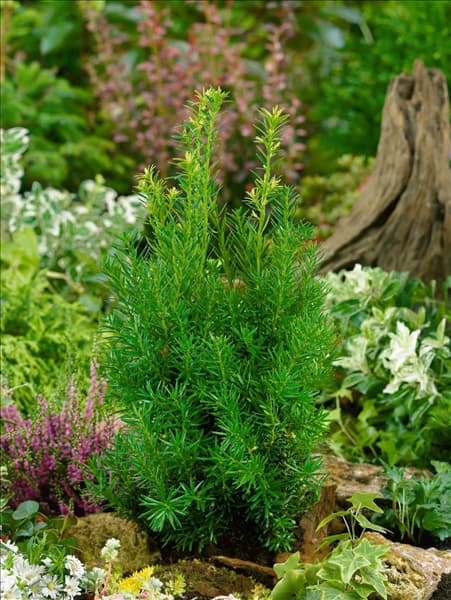 Taxus x media Hicksii