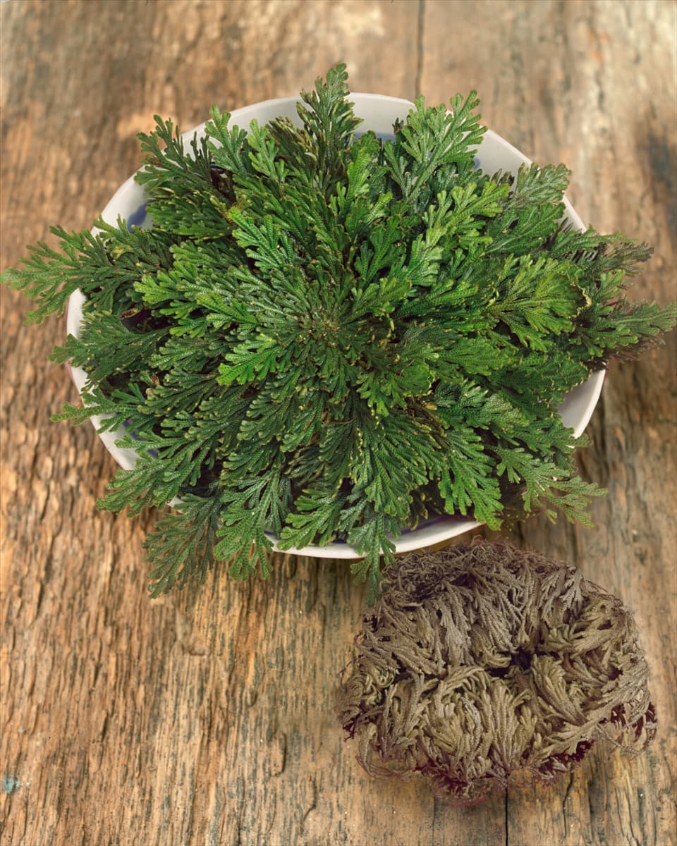 Selaginella lepidophylla