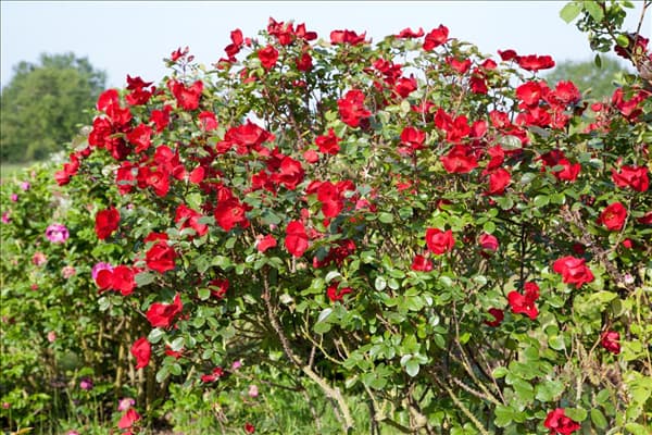 Rosa Korgosa ROBUSTA