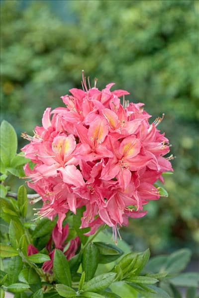 Rhododendron viscosum Jolie Madame