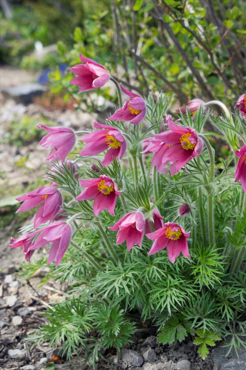 Pulsatilla vulgaris