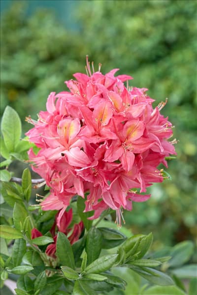Rhododendron viscosum Jolie Madame