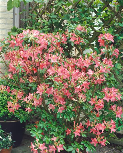 Rhododendron viscosum Jolie Madame