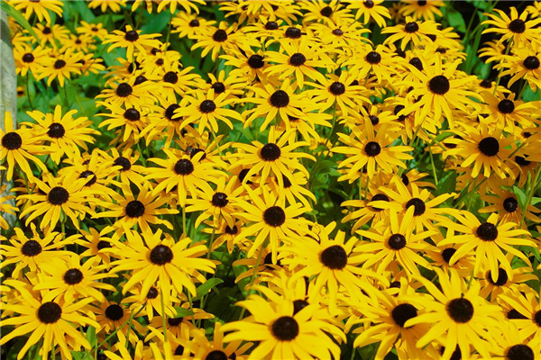 Rudbeckia fulgida