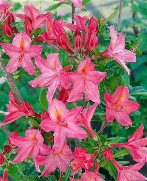 Rhododendron viscosum Jolie Madame