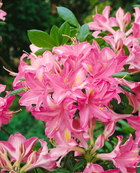 Rhododendron viscosum Jolie Madame