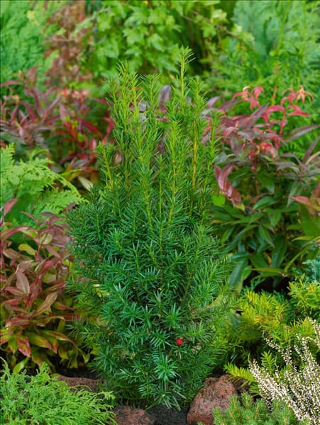 Taxus media Hicksii