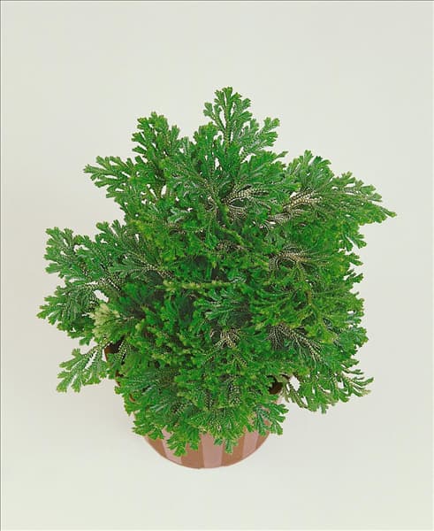 Selaginella martensii Variegata