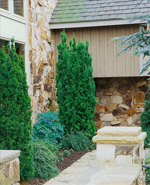 Taxus x media Hicksii