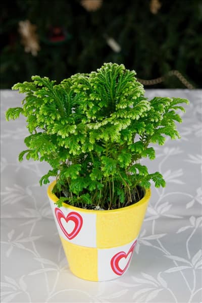 Selaginella martensii Marion