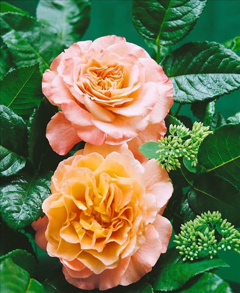 Edelrose Augusta Luise