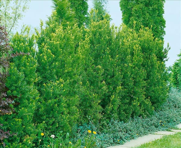 Taxus x media Hicksii