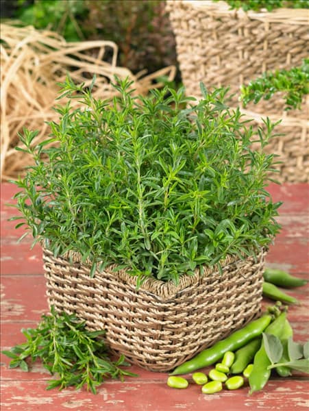 Satureja montana