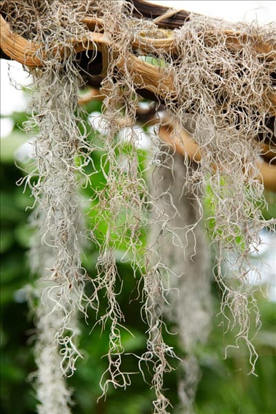 Tillandsia usneoides