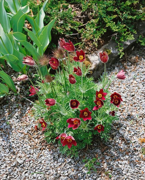 Pulsatilla vulgaris Rubra