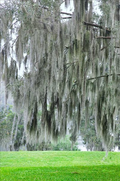 Tillandsia usneoides am Baum