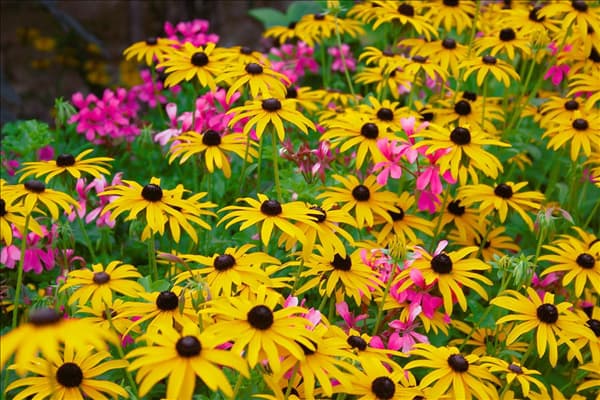 Rudbeckia fulgida und rosa Pelargonium