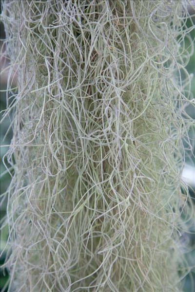 Tillandsia usneoides